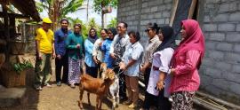 PENYERAHAN KAMBING UNTUK ODDP YANG SUDAH STABIL